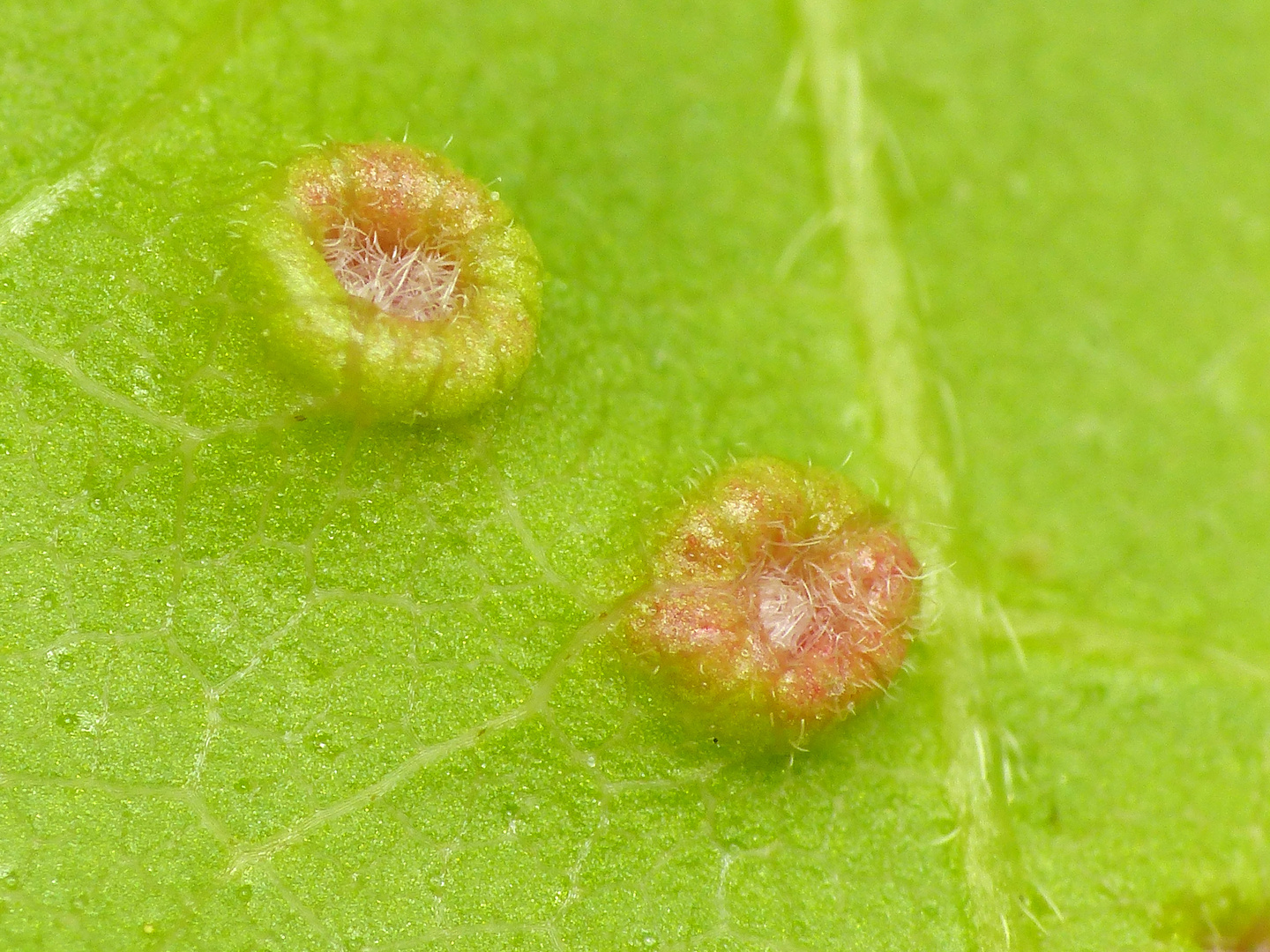 Gallmilbe Aceria cephalonea oder Aceria macrorhynchus ? - Blattunterseite