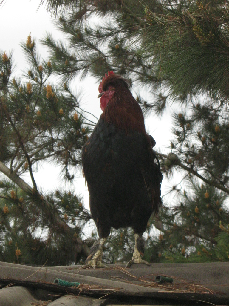 Gallo