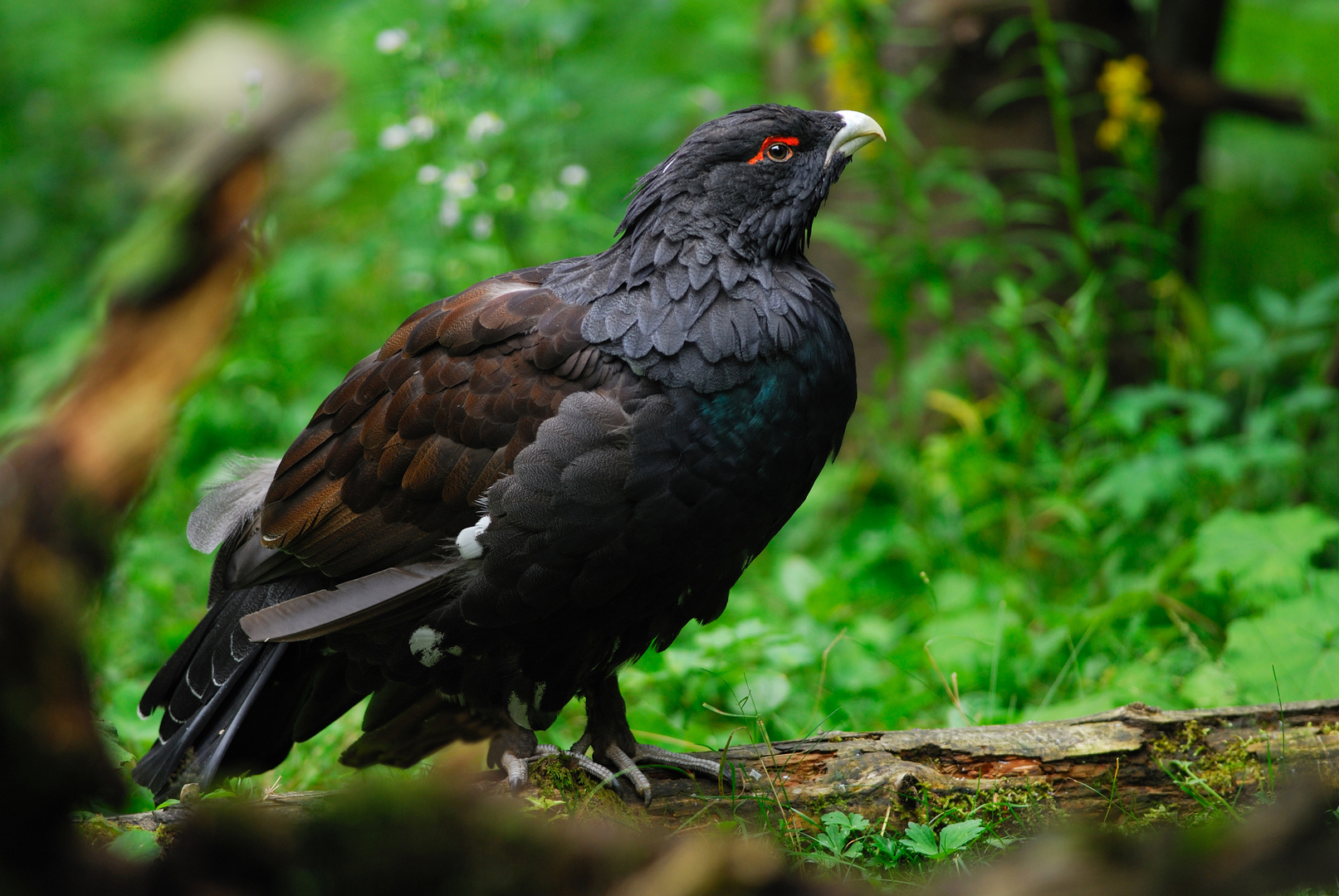 gallo cedrone - foresta bavarese