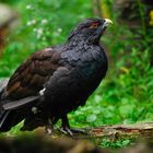 gallo cedrone - foresta bavarese