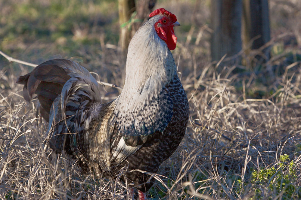 Gallo comune