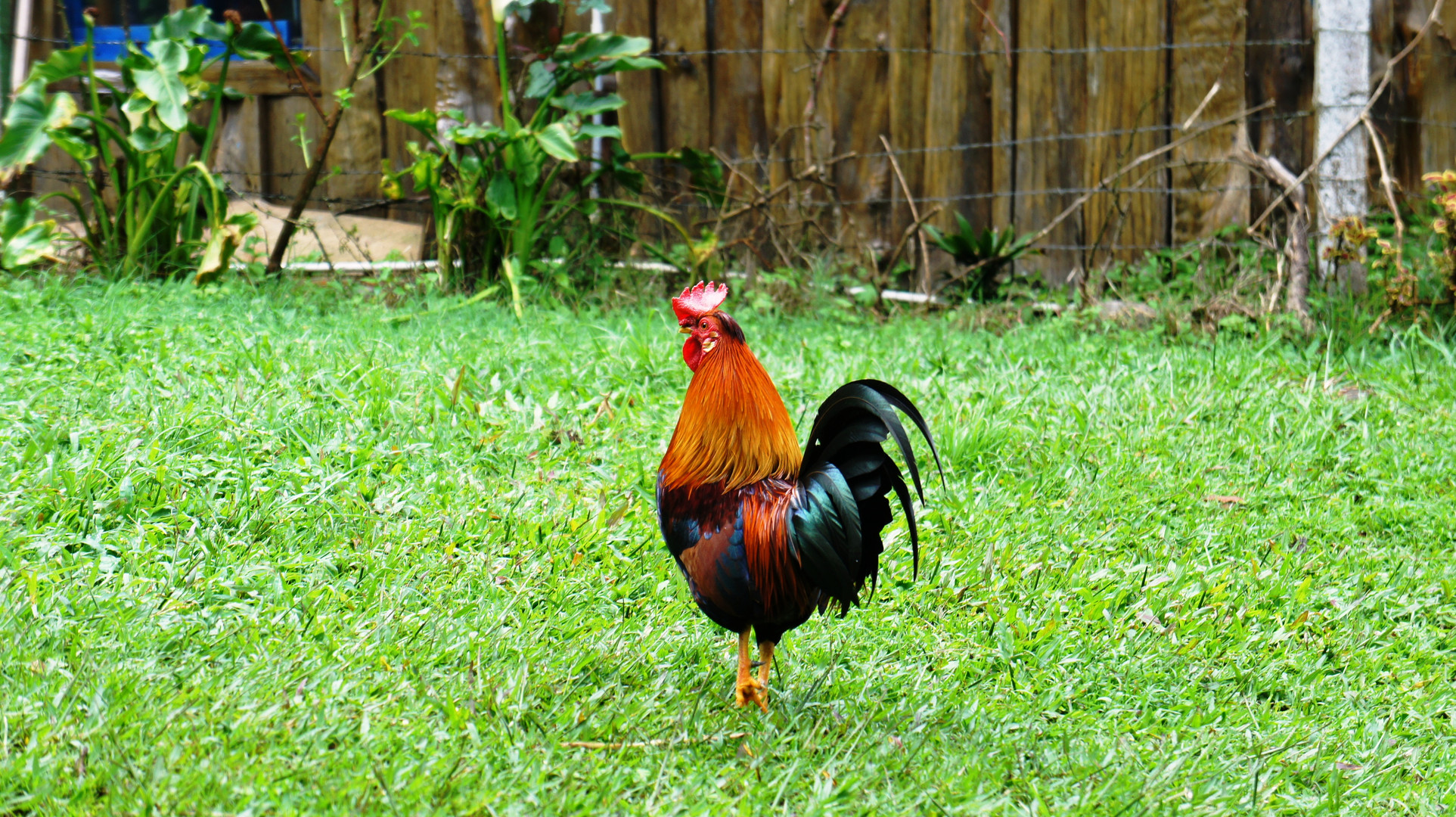 GALLO CRIOLLO