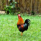 GALLO CRIOLLO