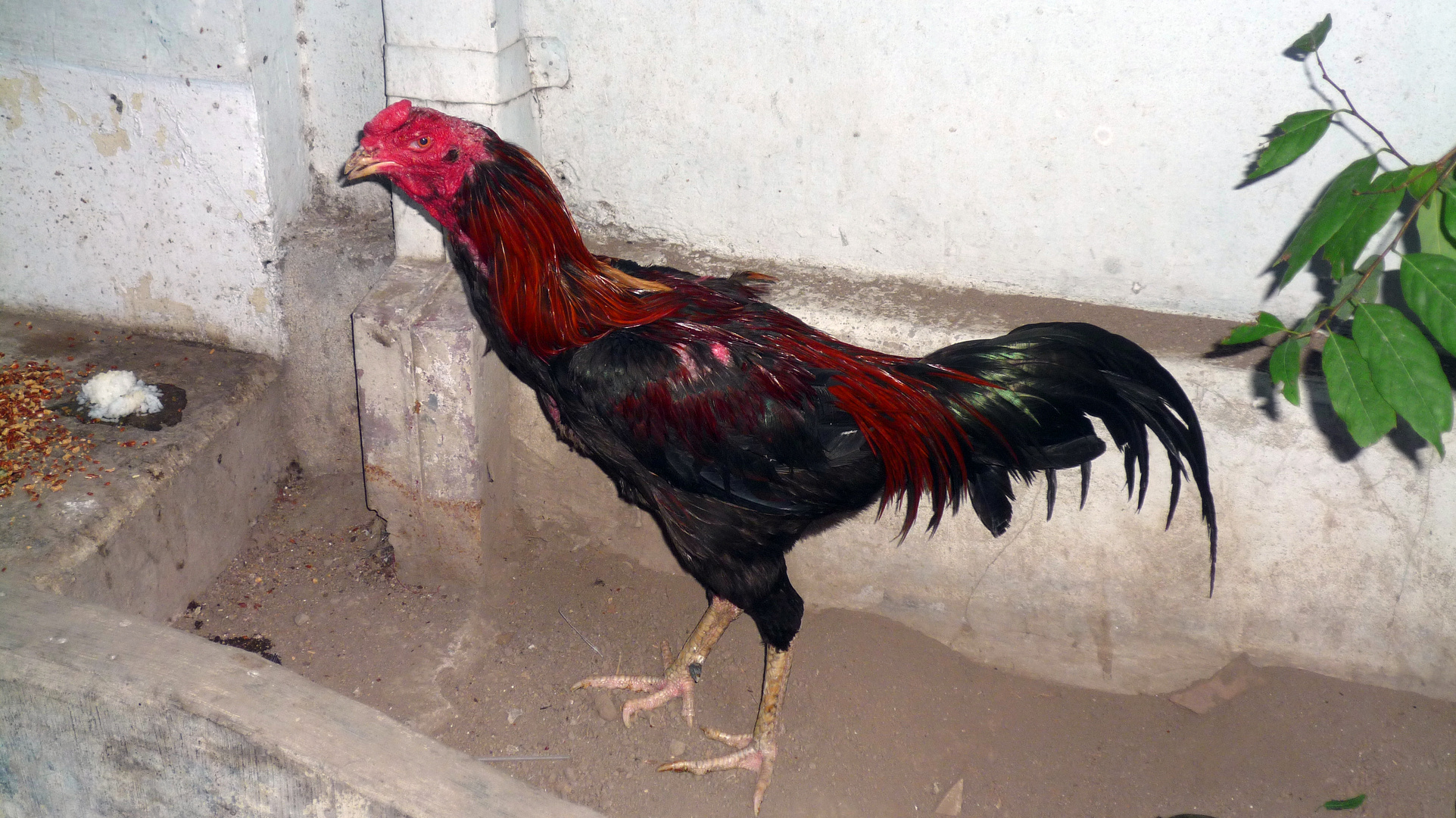 Gallo Da Combattimento Indonesiano Foto Immagini Asia Indonesia Southeast Asia Foto Su Fotocommunity
