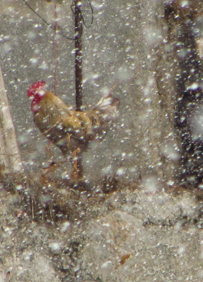 Gallo e bufera di neve