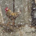 Gallo e bufera di neve