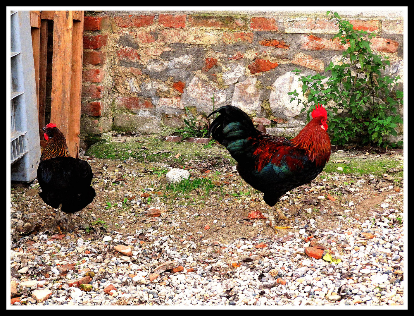 Gallo e gallina