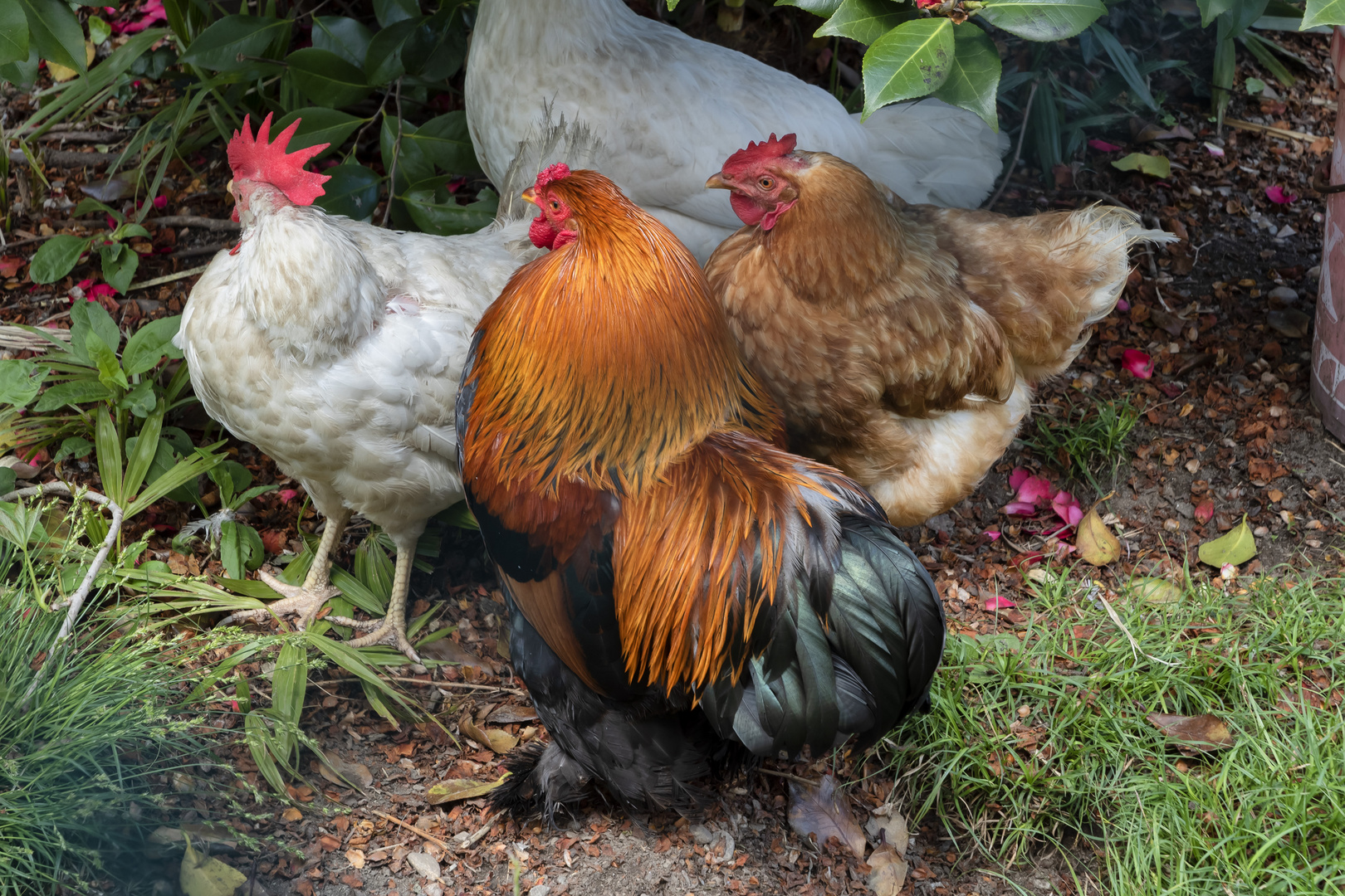 Gallo e galline