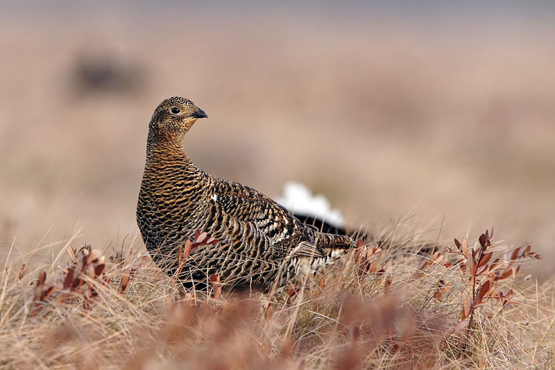 Gallo forcello femmina