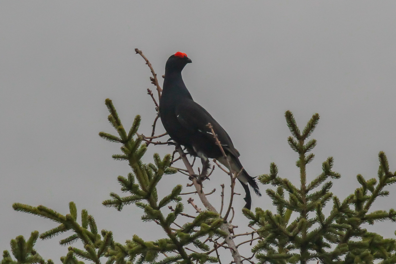 Gallo forcello in pianta