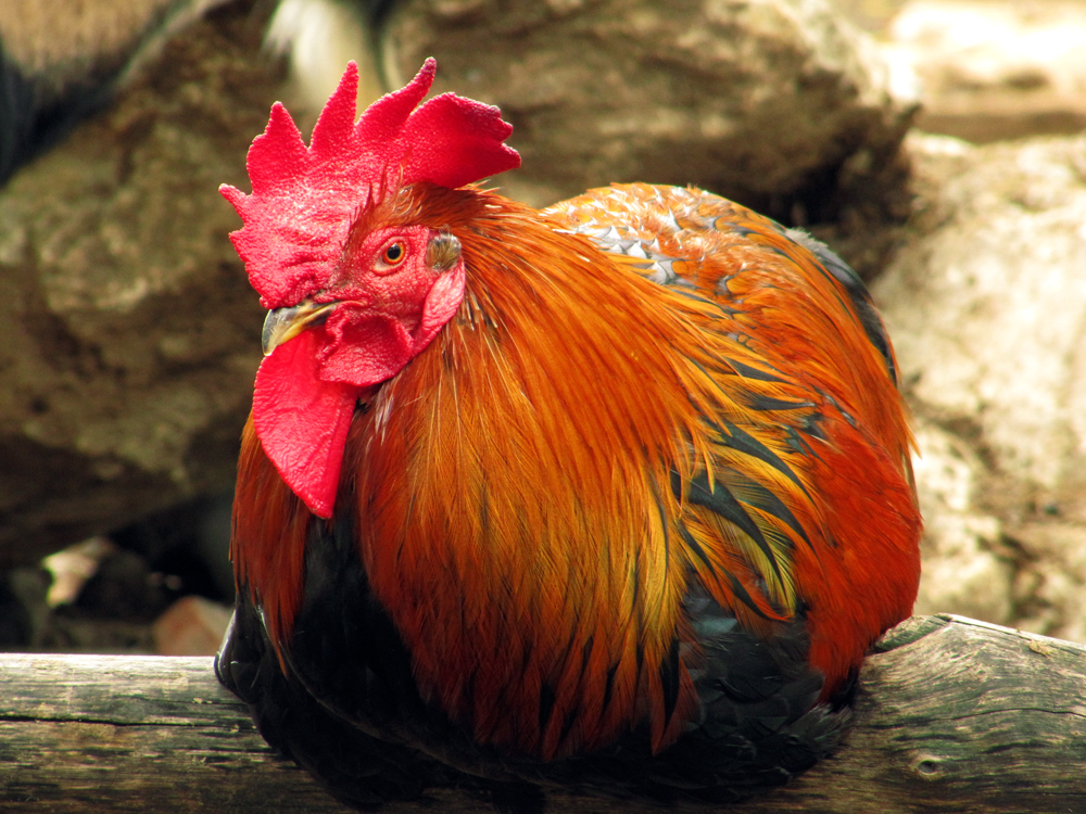 Gallo fuori dal pollaio