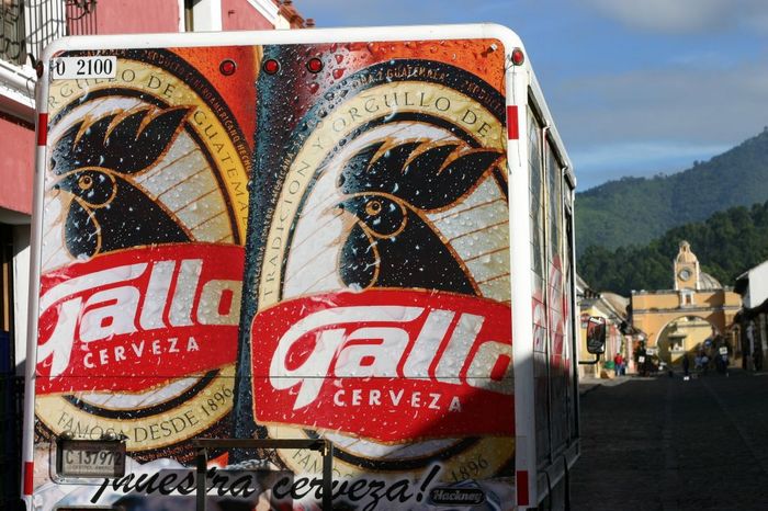 Gallo in Antigua