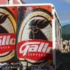 Gallo in Antigua