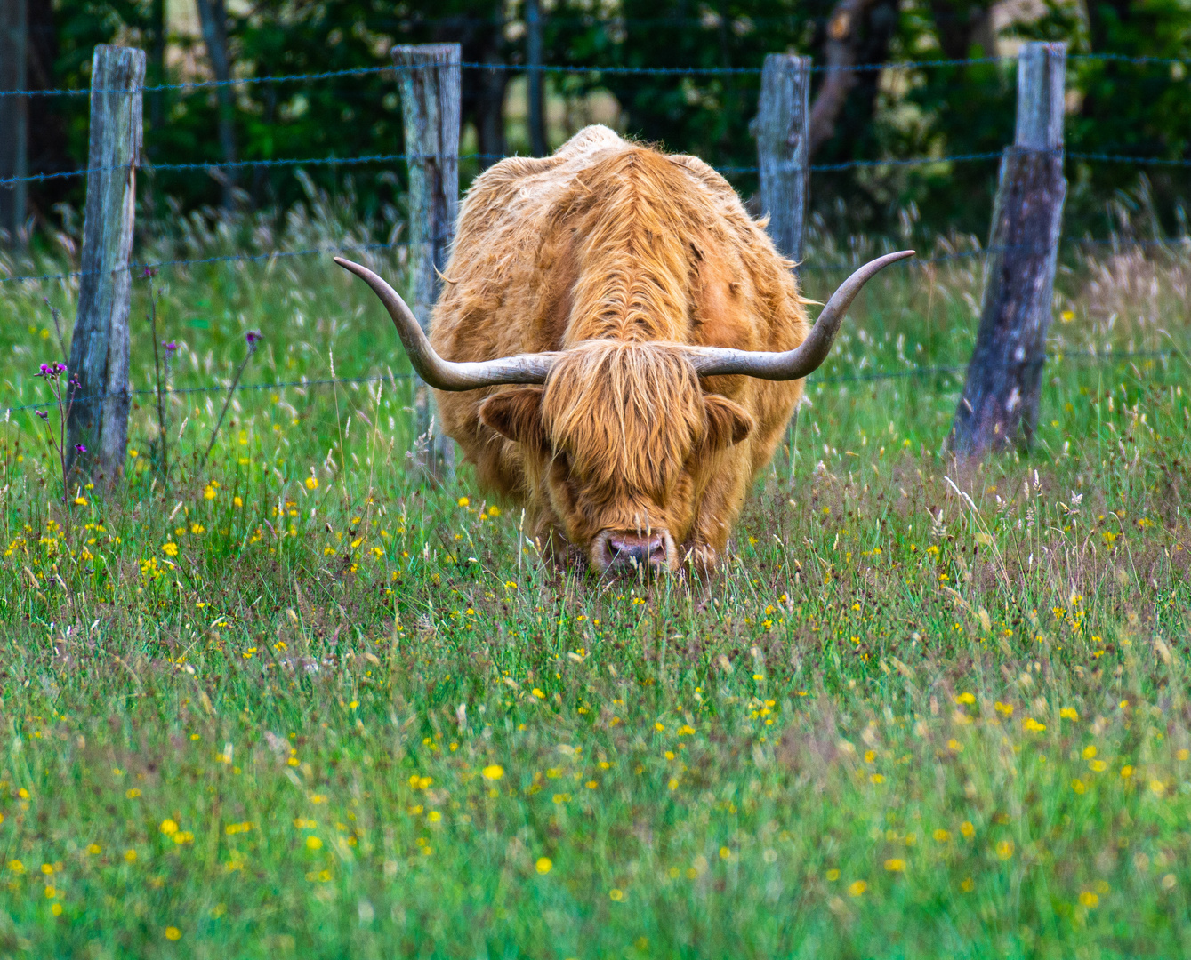 Gallo - komm mal rüber!