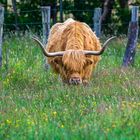 Gallo - komm mal rüber!