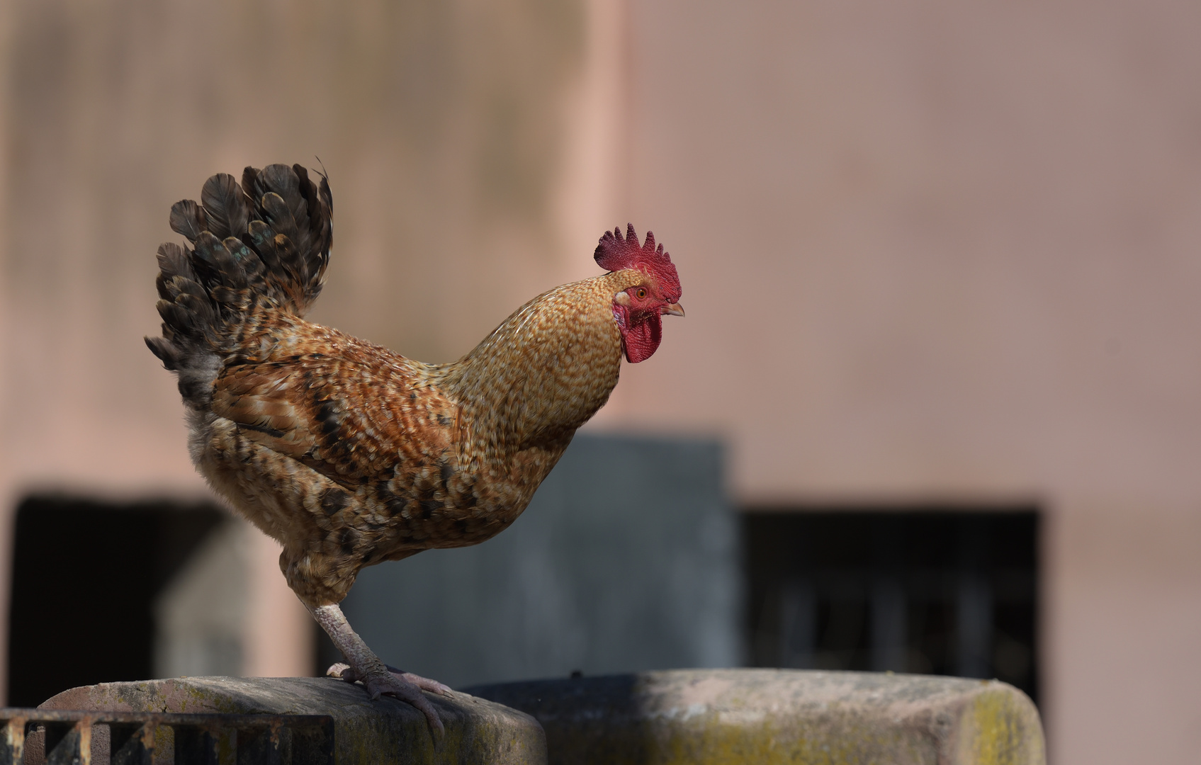 Gallo Mallorquin