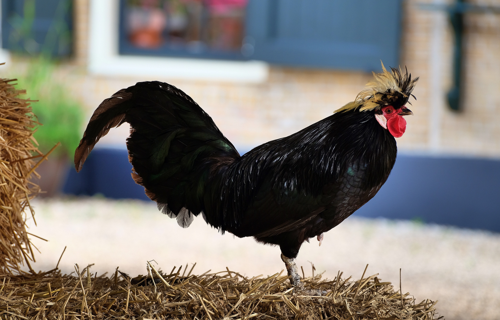 Gallo Nero