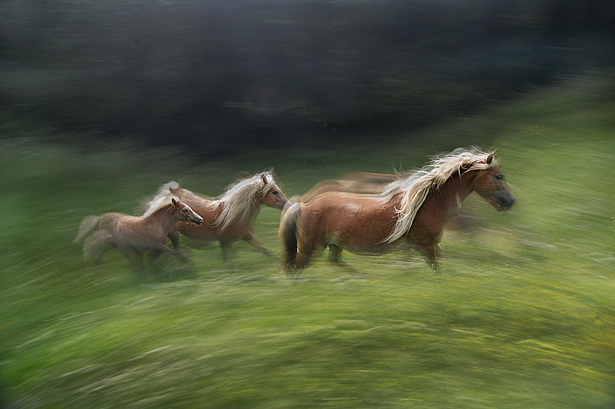 gallop