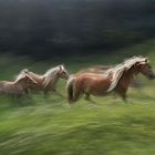 gallop