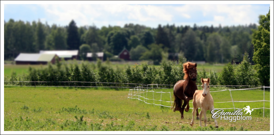 gallop