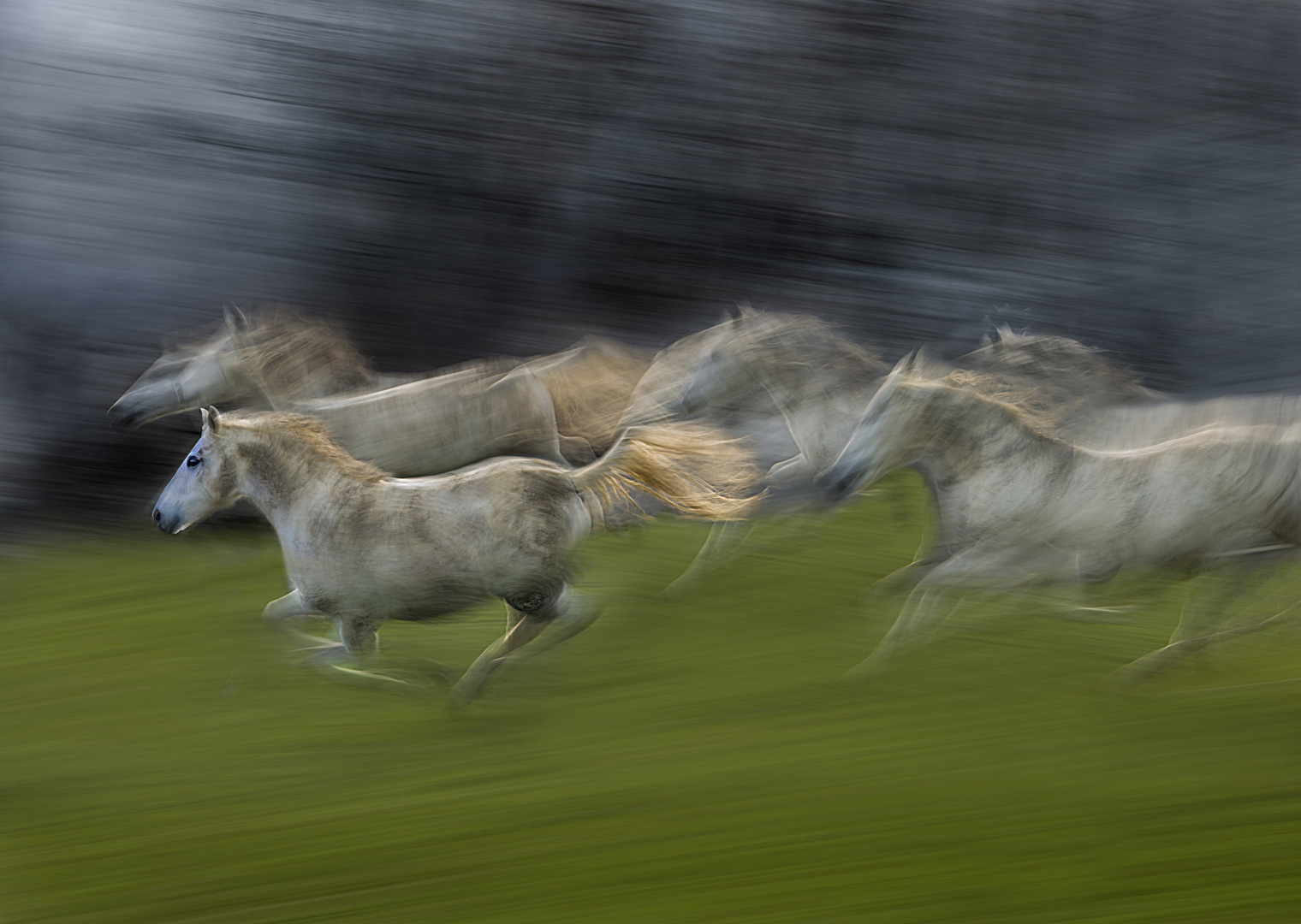 gallop