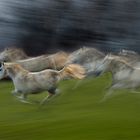 gallop
