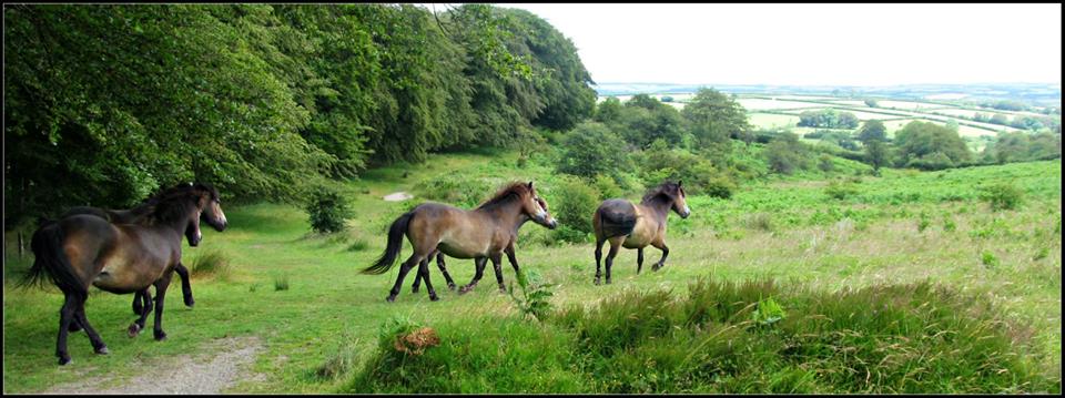 Galloping Exmoor Ponies.