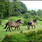 Galloping Exmoor Ponies.