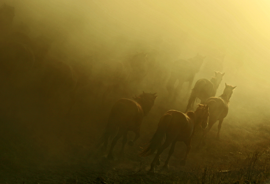 Galloping in the Dust