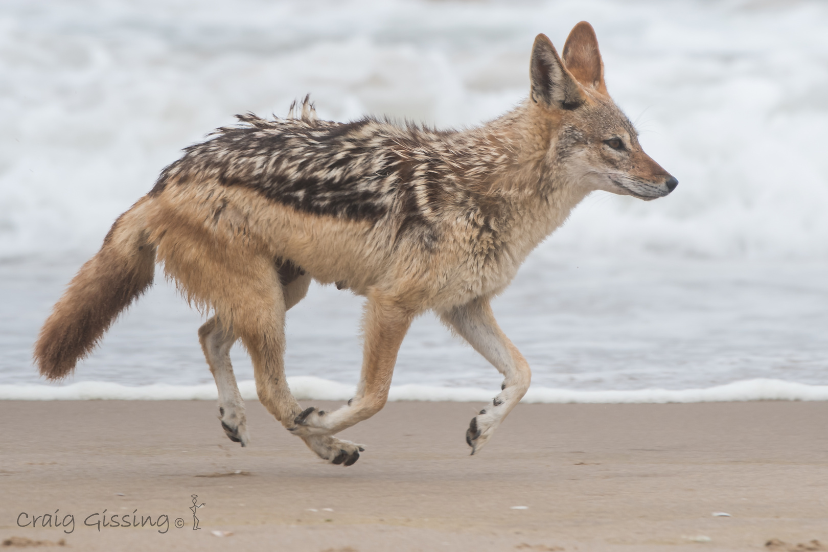 Galloping Jackal