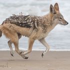 Galloping Jackal