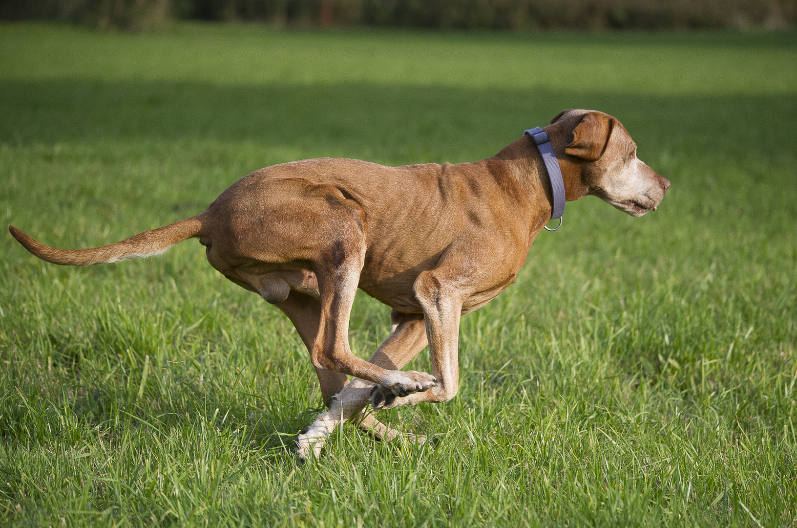 Gallopper des Jahres