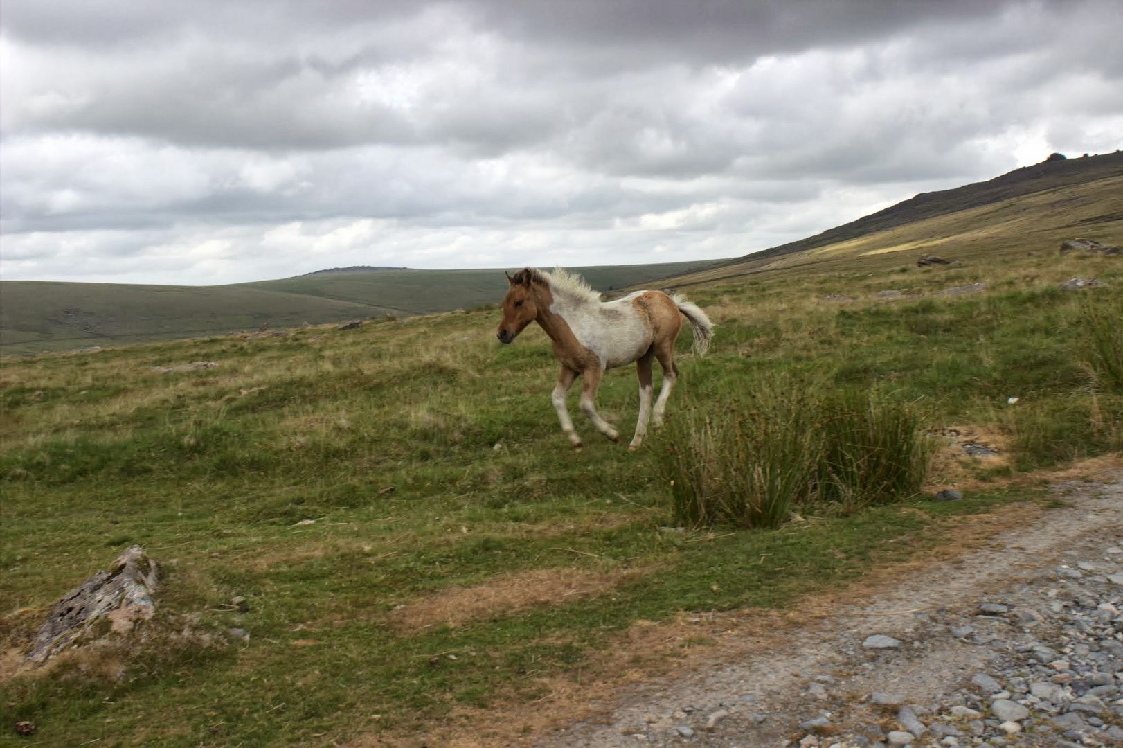 Galloppierendes Dartmoorfohlen