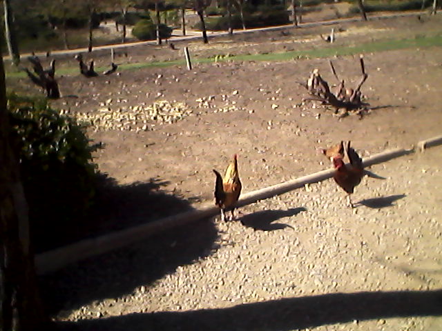 gallos