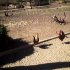 gallos