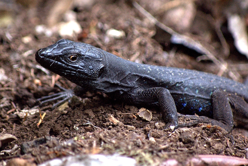 Gallotia caesaris gomerae, male