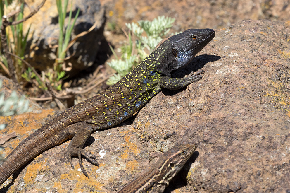 Gallotia intermedia ? (2) Foto & Bild natur, teneriffa, kanaren