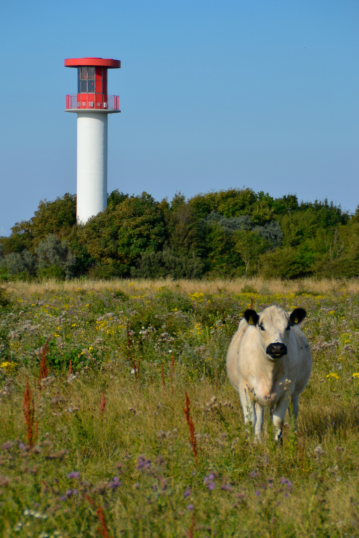 Galloway an der Ostsee