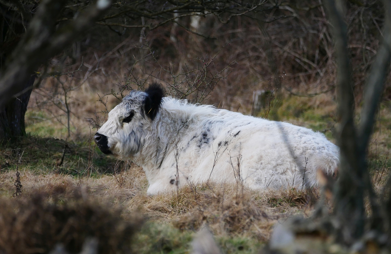 Galloway beim dösen