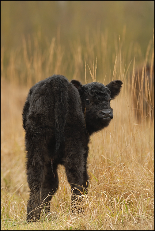 Galloway (Bos taurus)