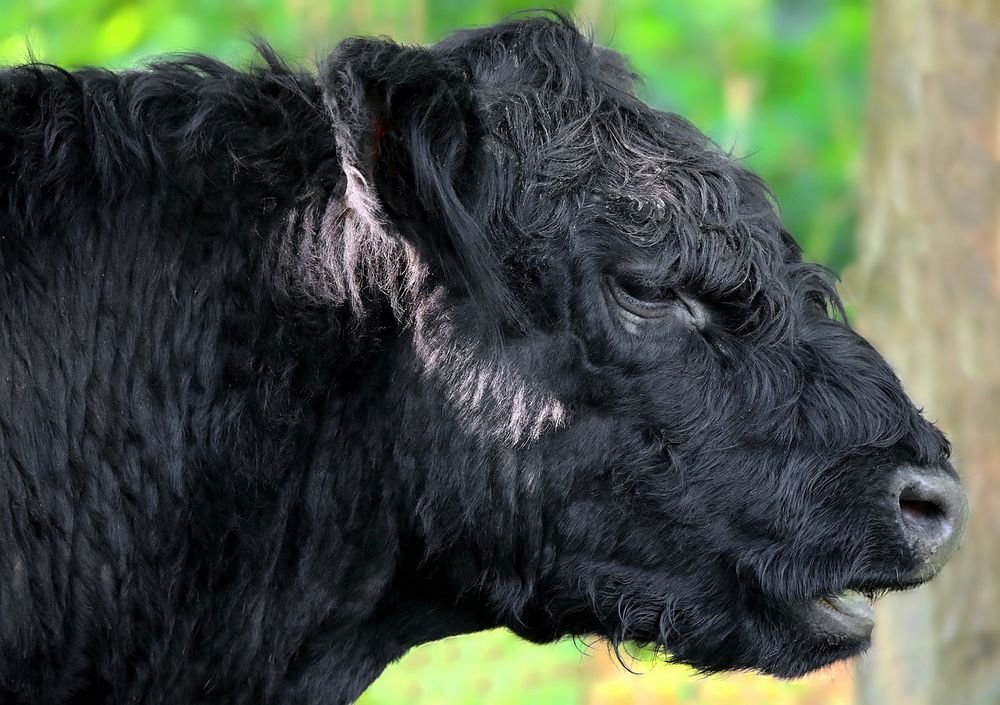 Galloway bull 