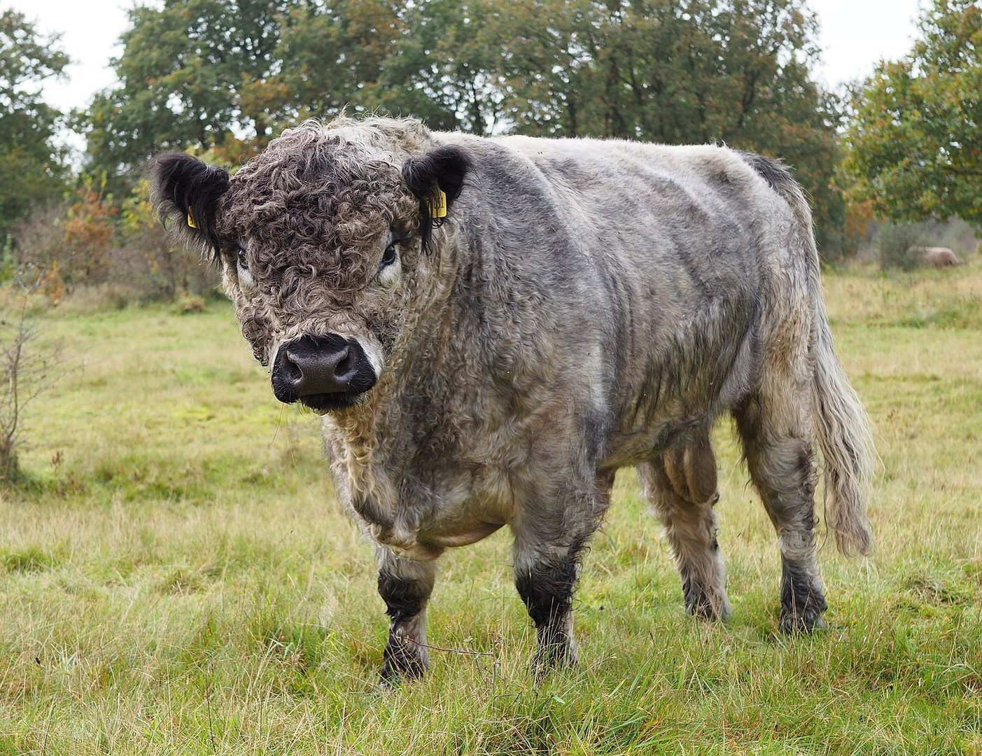 Galloway Bulle im Naturschutzgebiet