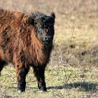 Galloway calf 