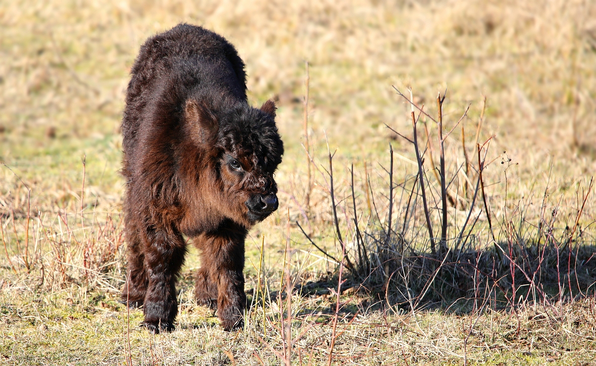 Galloway calf 