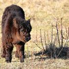 Galloway calf 