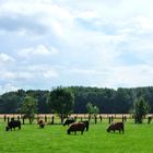Galloway Herde in Henrichenburg