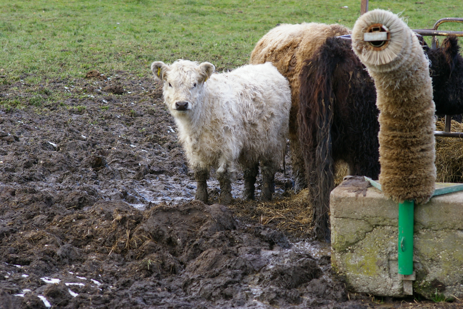 Galloway Kalb