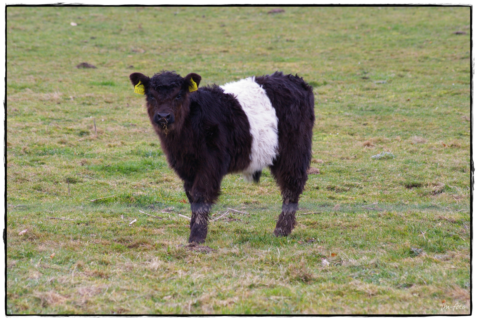 Galloway-Kalb mit besonderen Muster im Fell