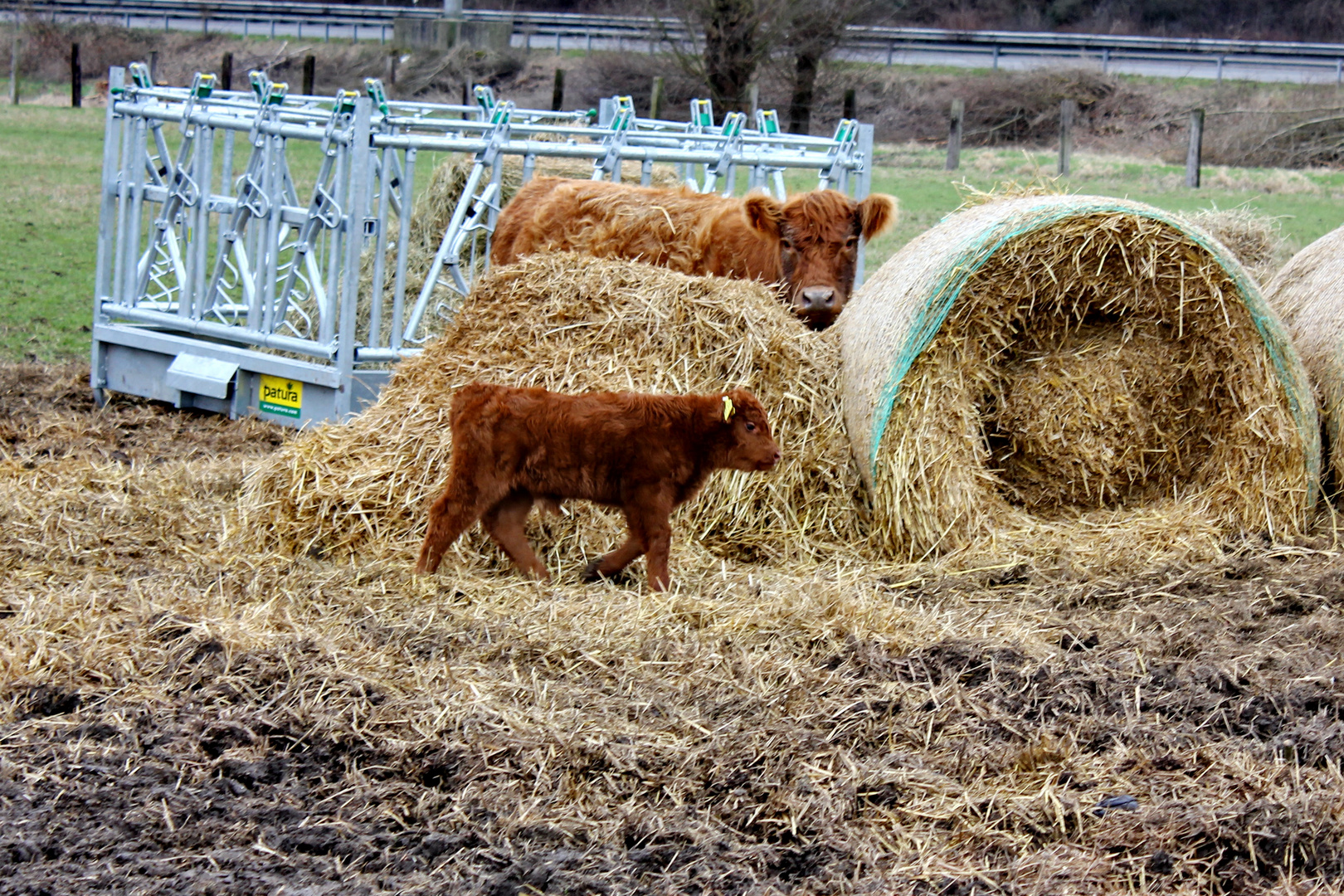 Galloway Kuh mit ihrem Kalb