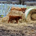 Galloway Kuh mit ihrem Kalb